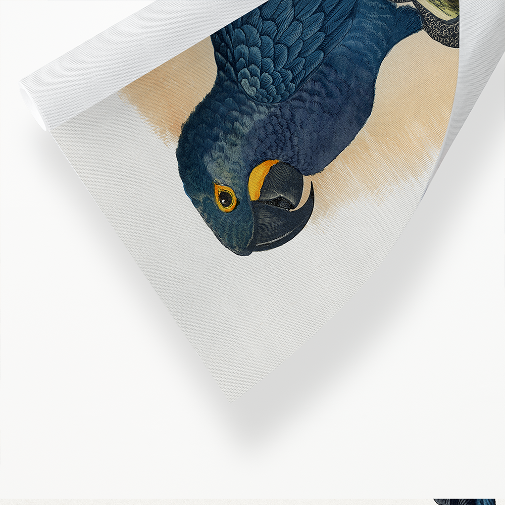 Hyacinthine Macaw - Art Print