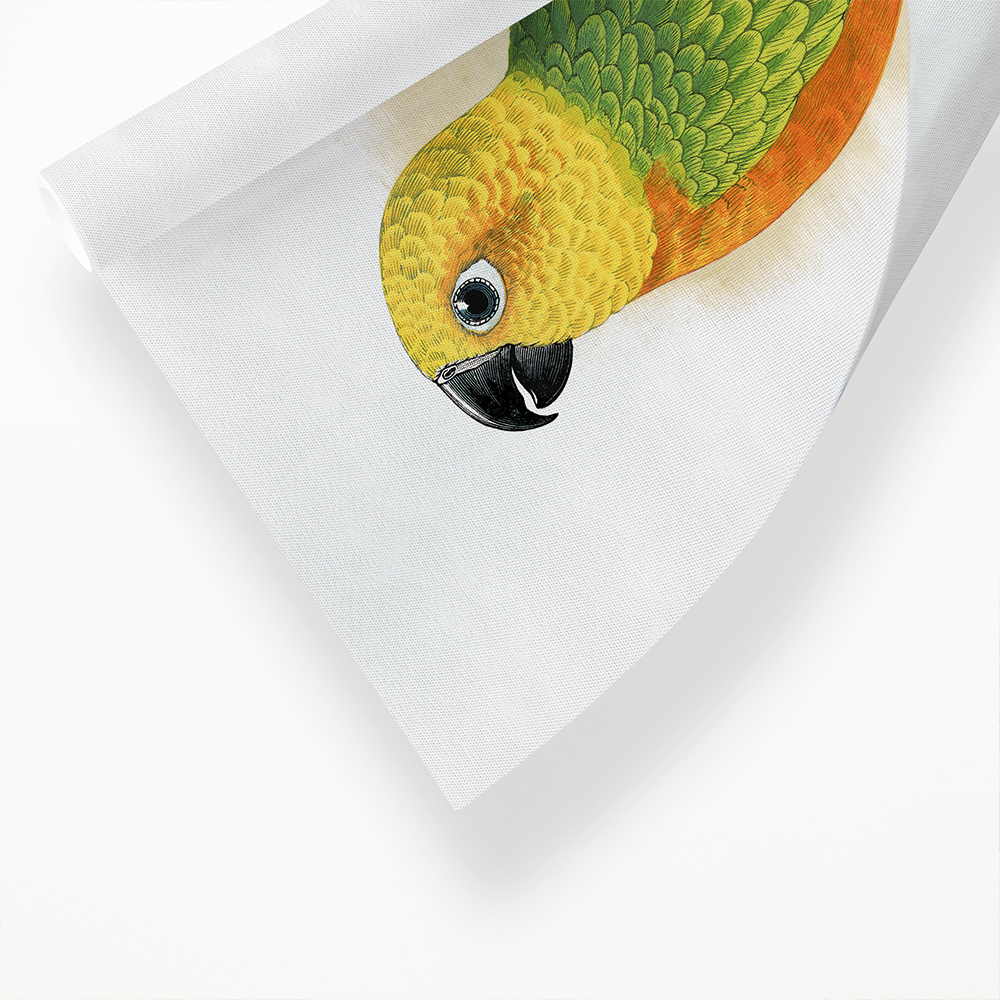Jendaya Conure - Art Print