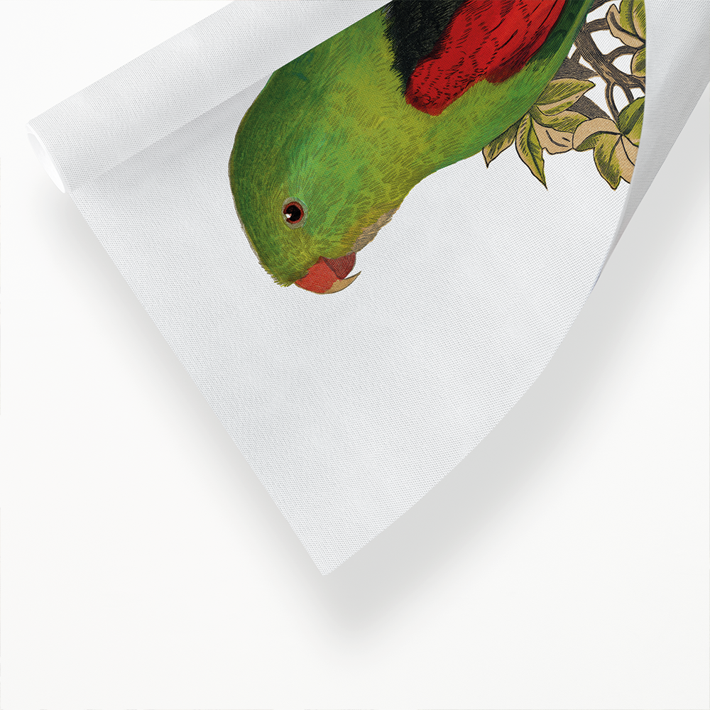 Red-winged parakeet - Art Print