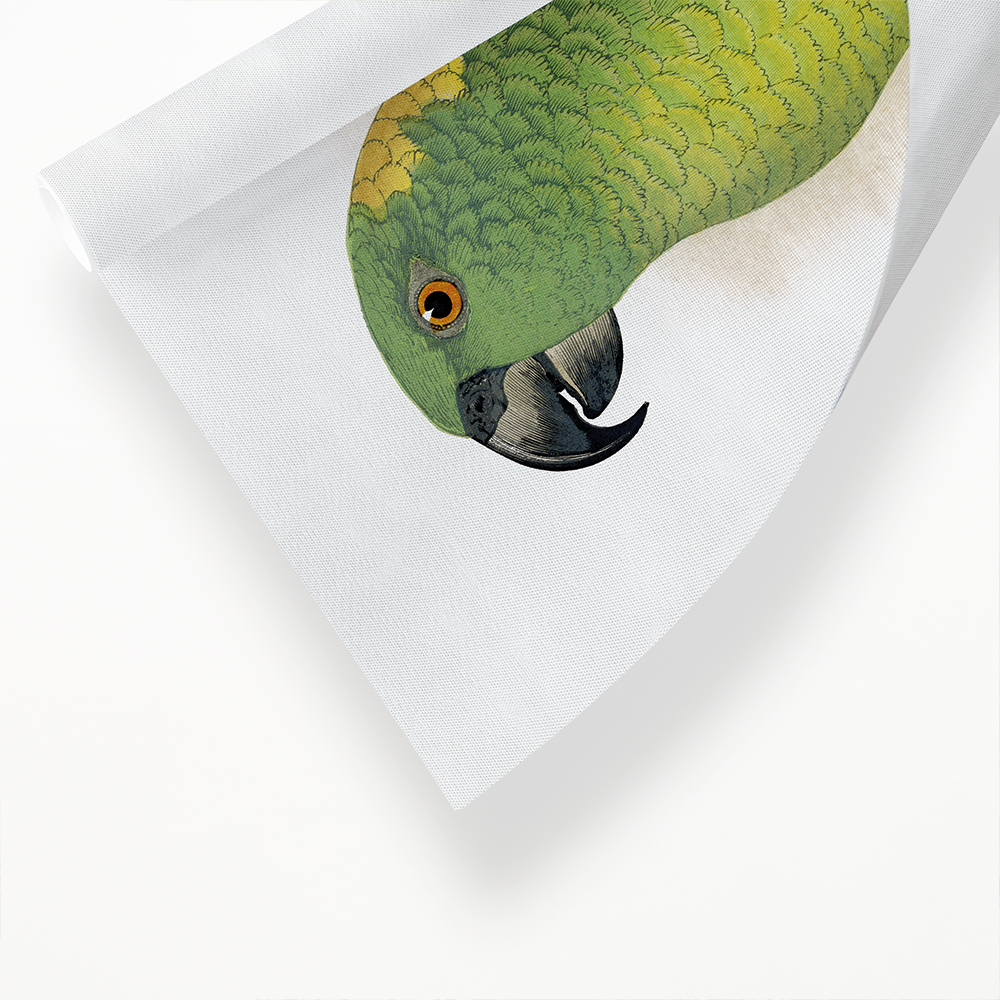 Yellow-Naped Amazon - Art Print