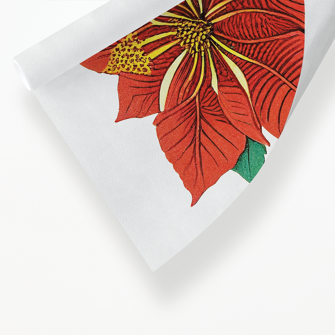 Amaryllis Art-Print