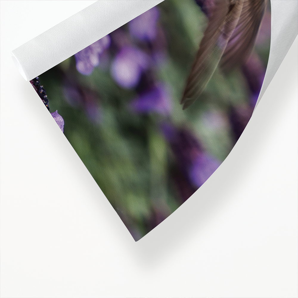 hummingbird feeding on lavender flowers - Art Print