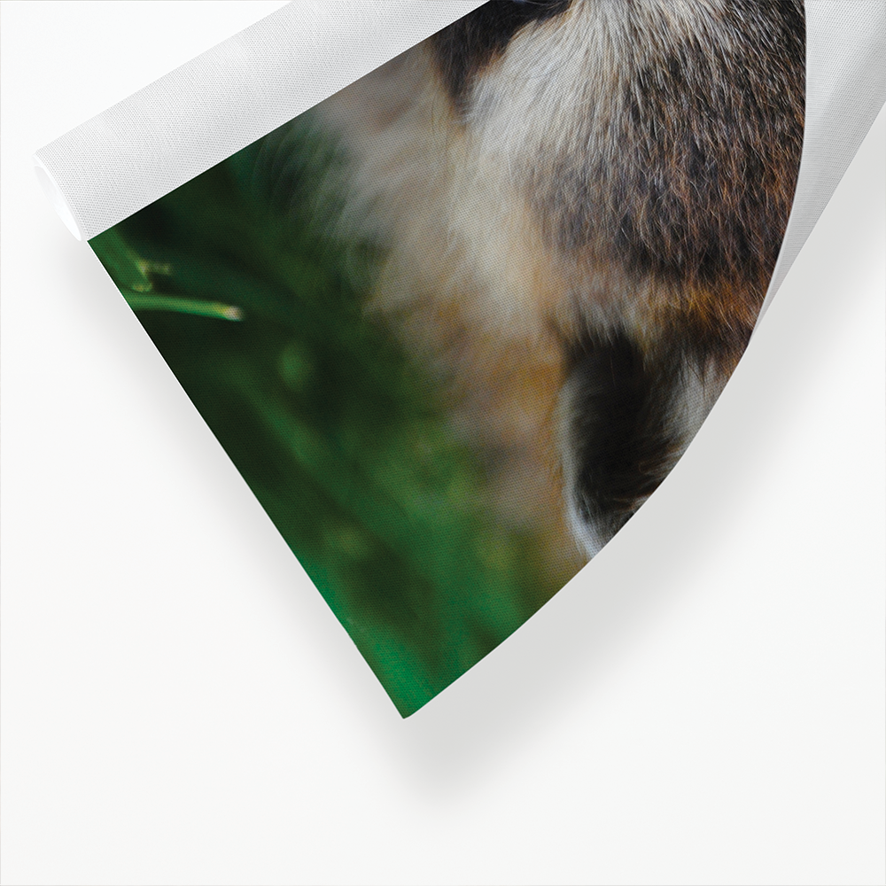 A close-up of a raccoon - Art Print