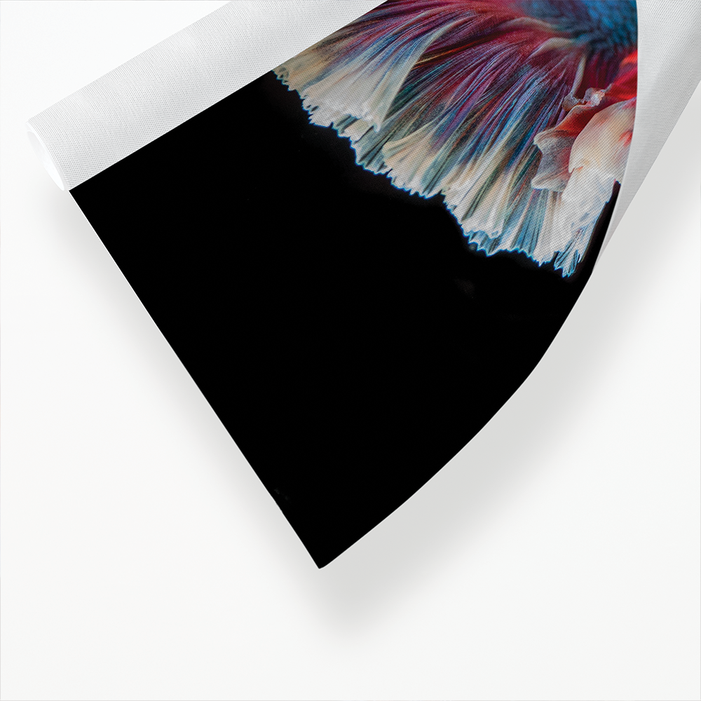 betta fish - Art Print