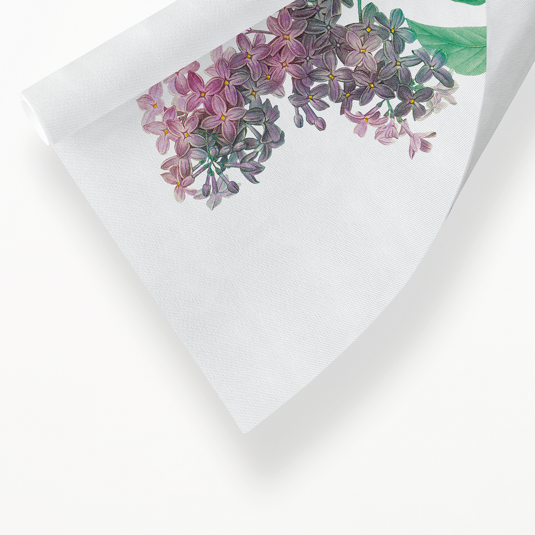 Persian lilac By Pierre-Joseph Redouté - Art Print