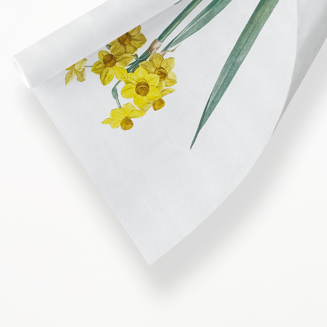 Daffodil By Pierre-Joseph Redouté - Art Print