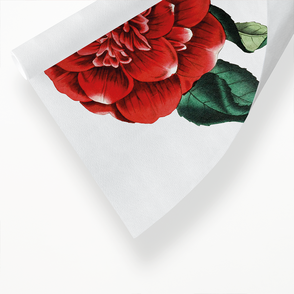 Mr. Reeves's crimson camellia - Art Print