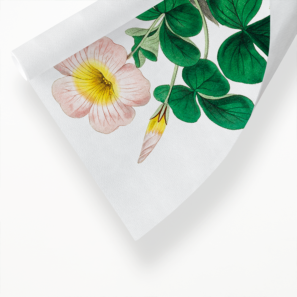 Variable oxalis - Art Print