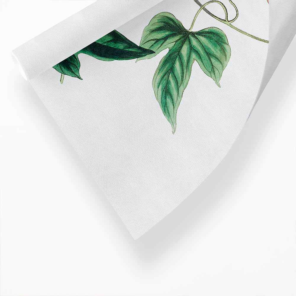 The male jalap - Art Print
