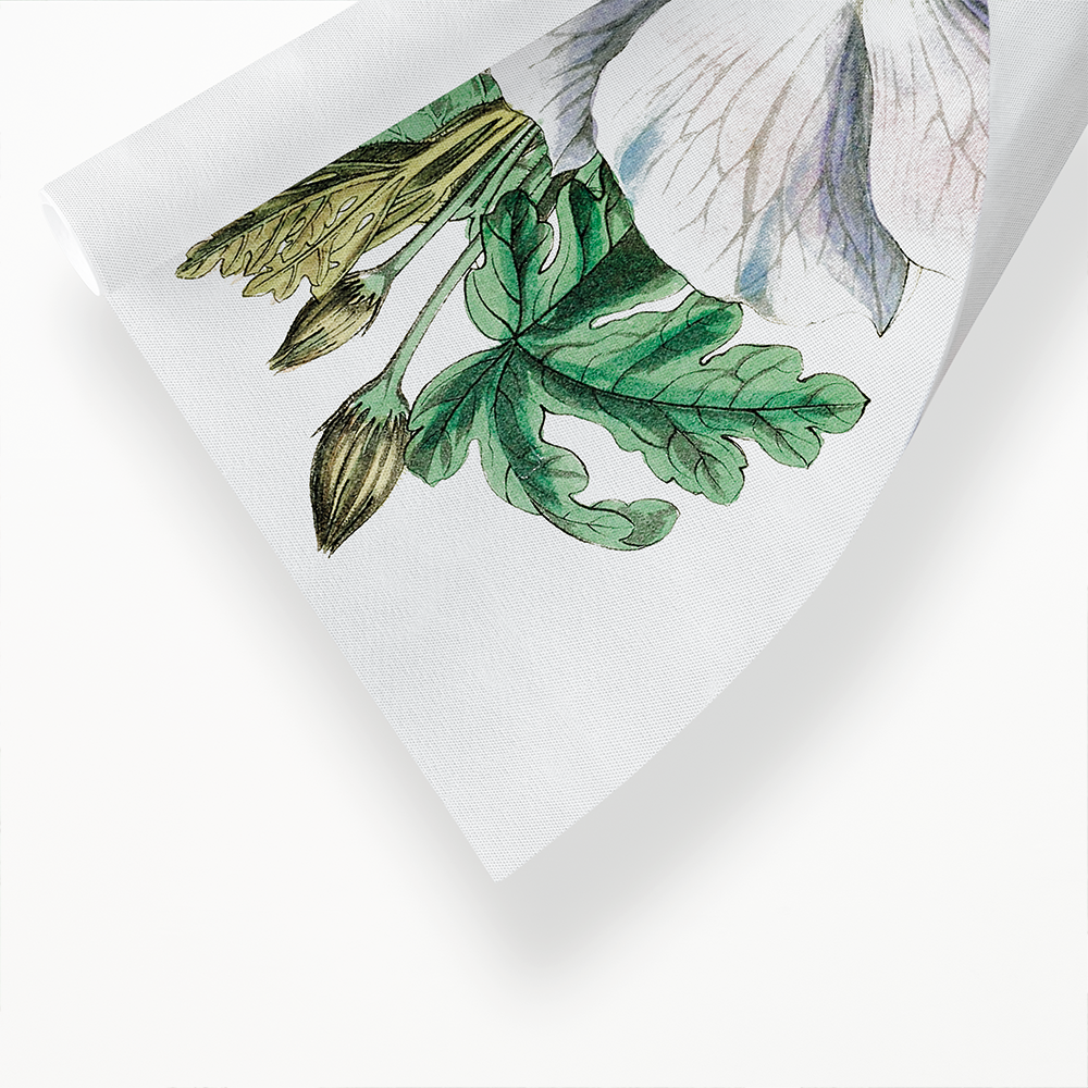 Mrs. Wray's hibiscus - Art Print