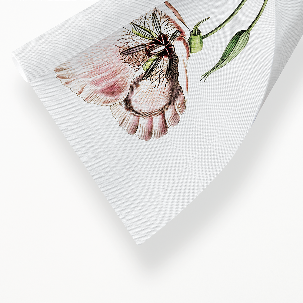 atiny calochortus - Art Print