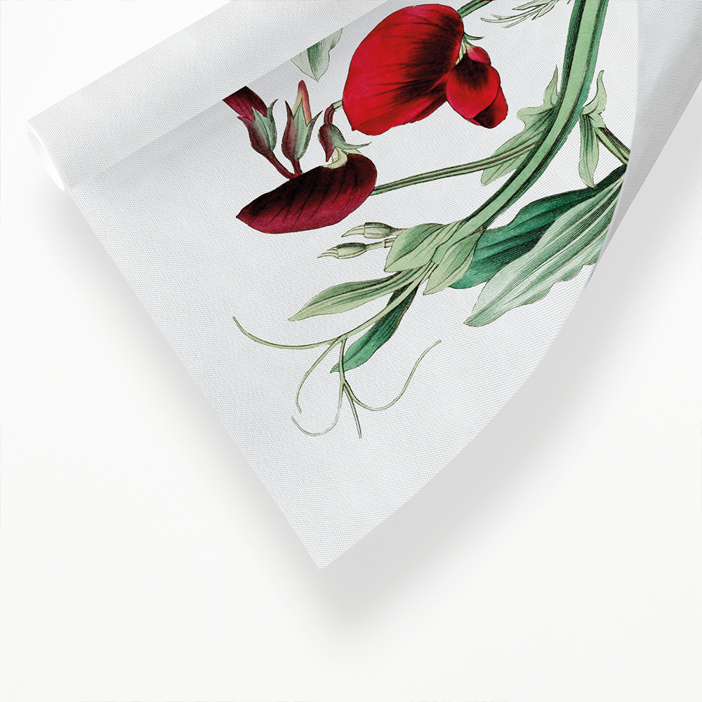The tangier pea - Art Print