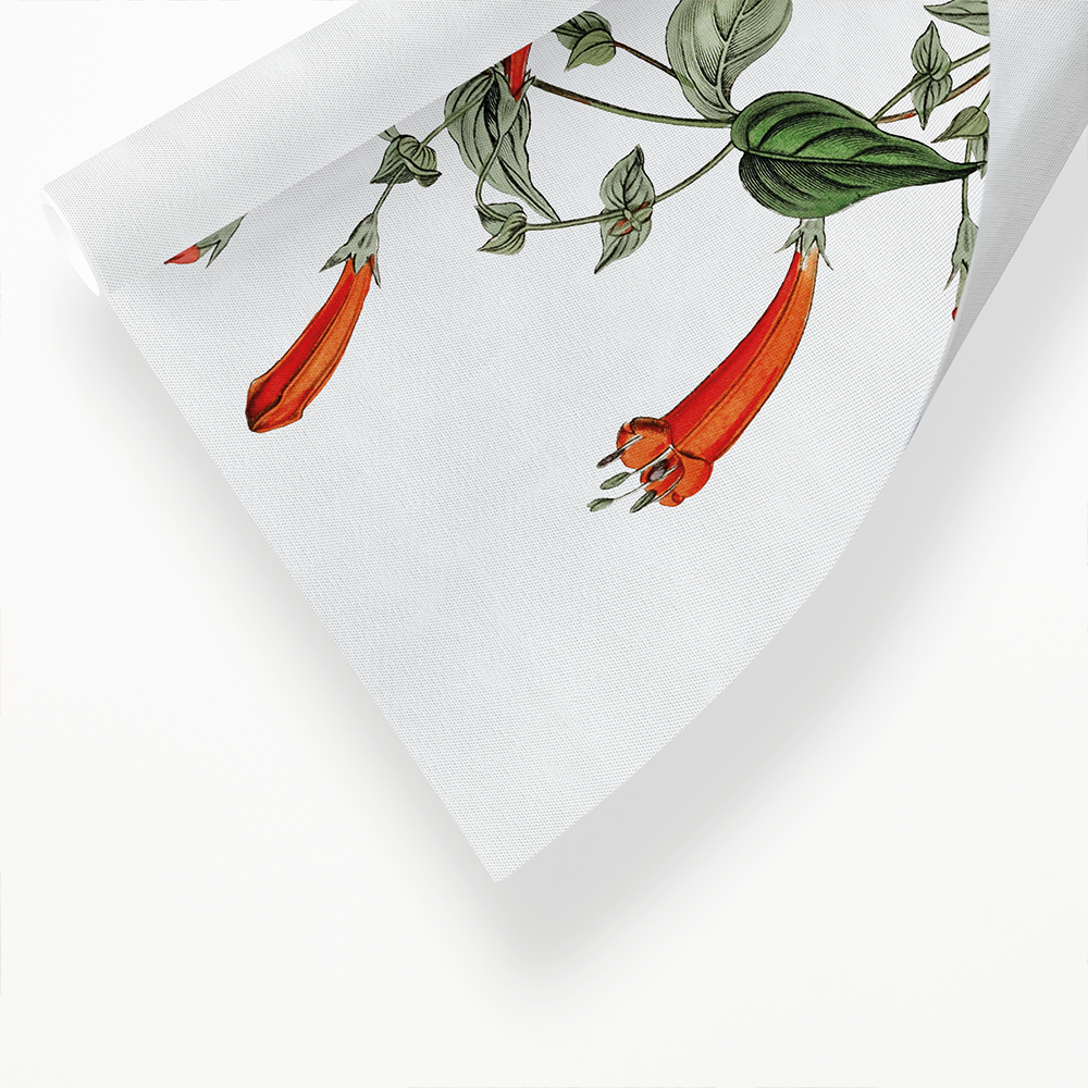 Heart-leaved manettia - Art Print
