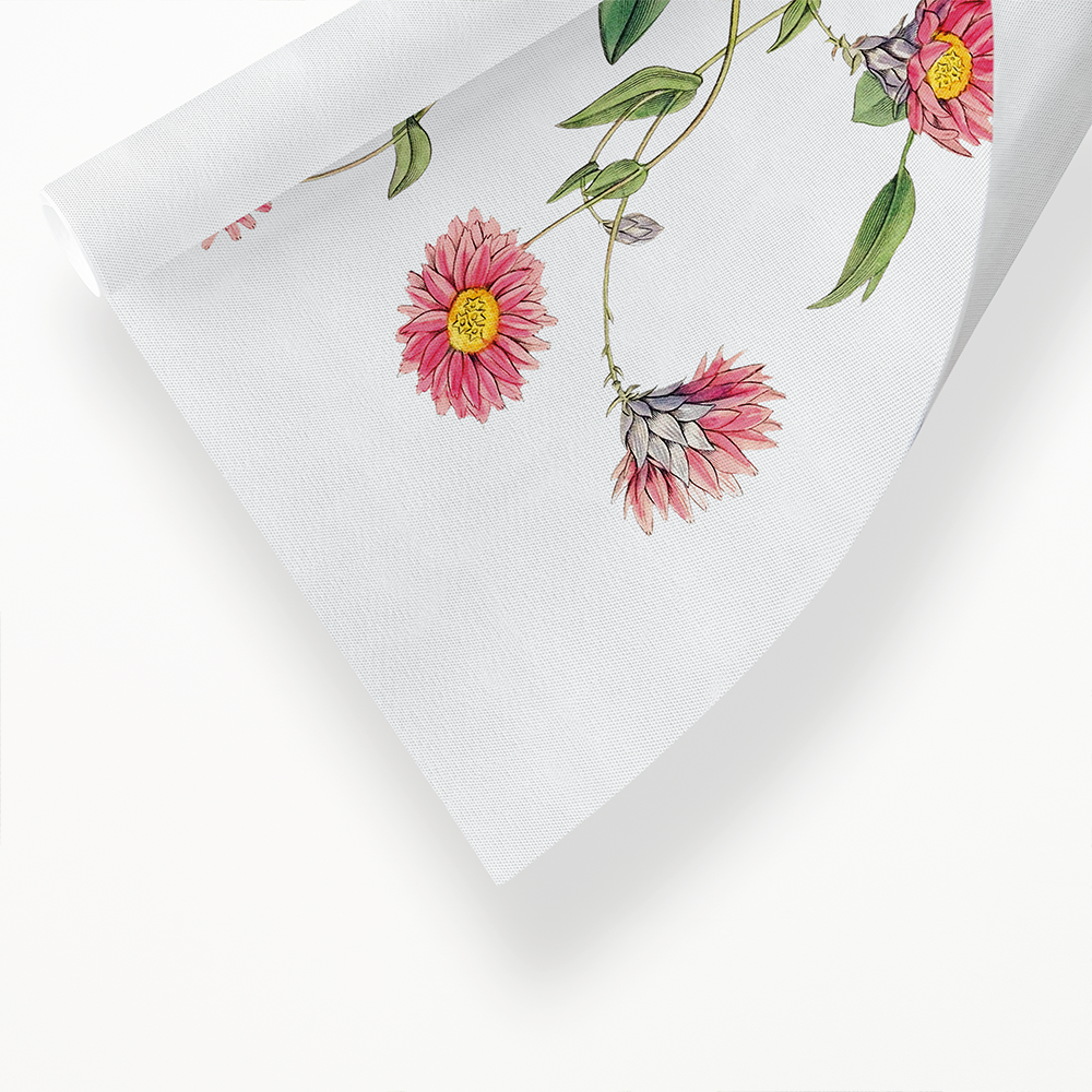 Captain Mangle's rhodanthe - Art Print