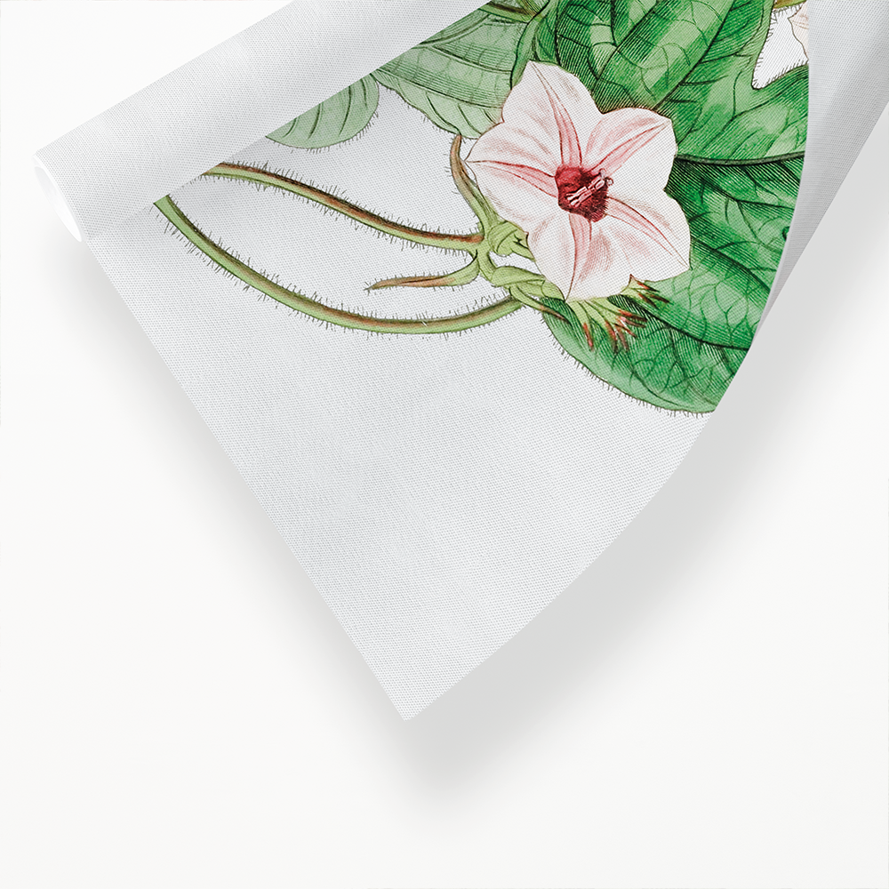 Mr.Aiton's ipomoea - Art Print
