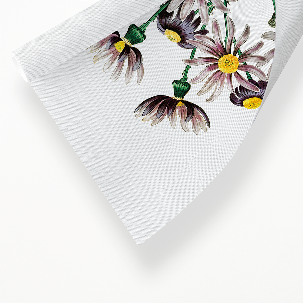 Lilac senecio - Art Print