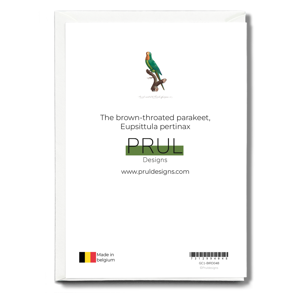 The brown-throated parakeet, Eupsittula pertinax - Wenskaart