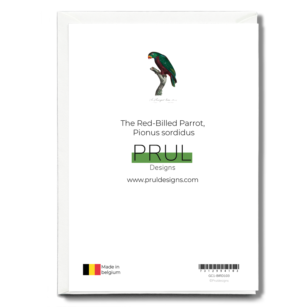 The Red-Billed Parrot, Pionus sordidus - Wenskaart