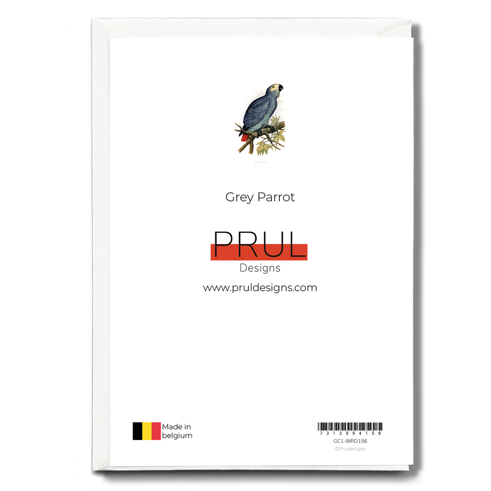 Grey Parrot - Wenskaart