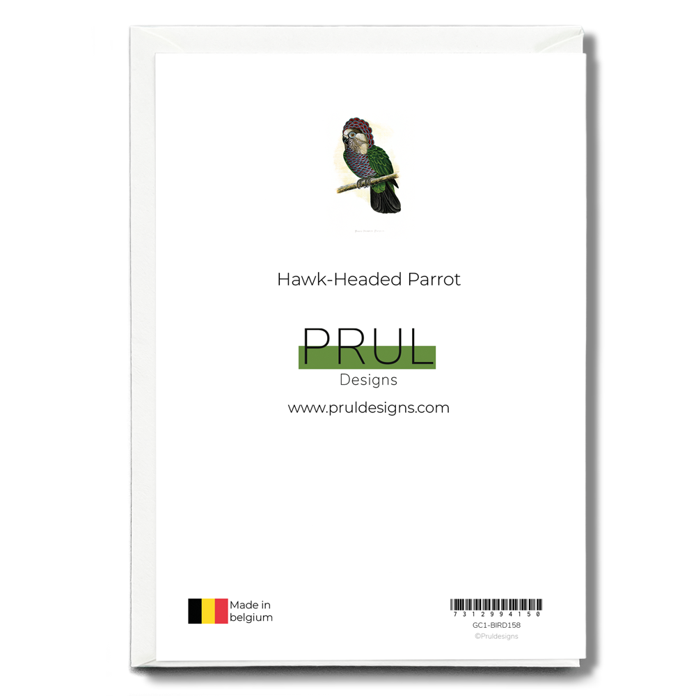 Hawk-Headed Parrot - Wenskaart