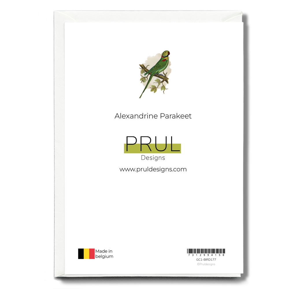 Alexandrine Parakeet - Wenskaart