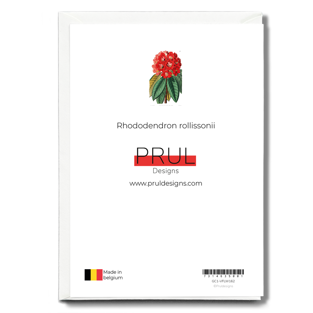 Rhododendron rollissonii - Wenskaart
