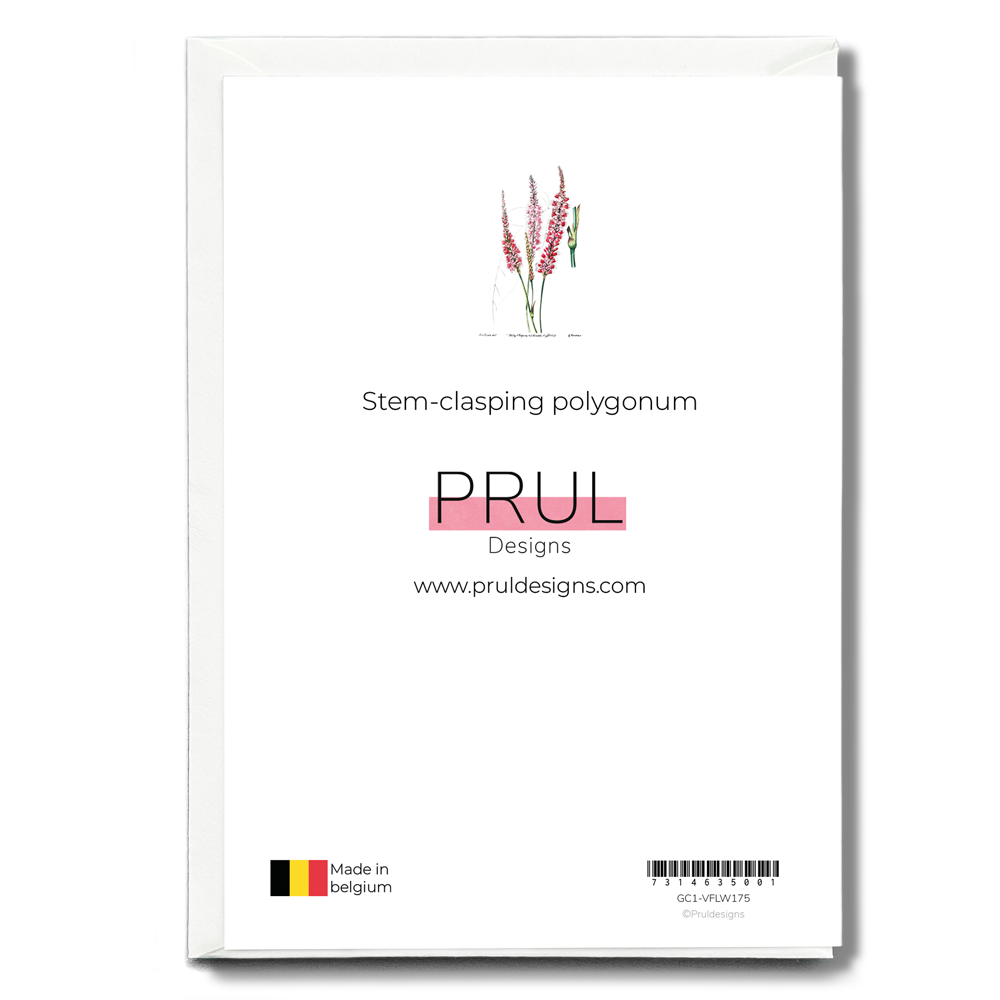 Stem-clasping polygonum - Wenskaart