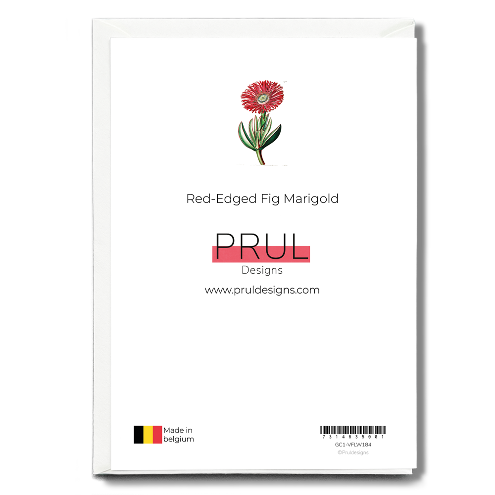 Red-Edged Fig Marigold - Wenskaart