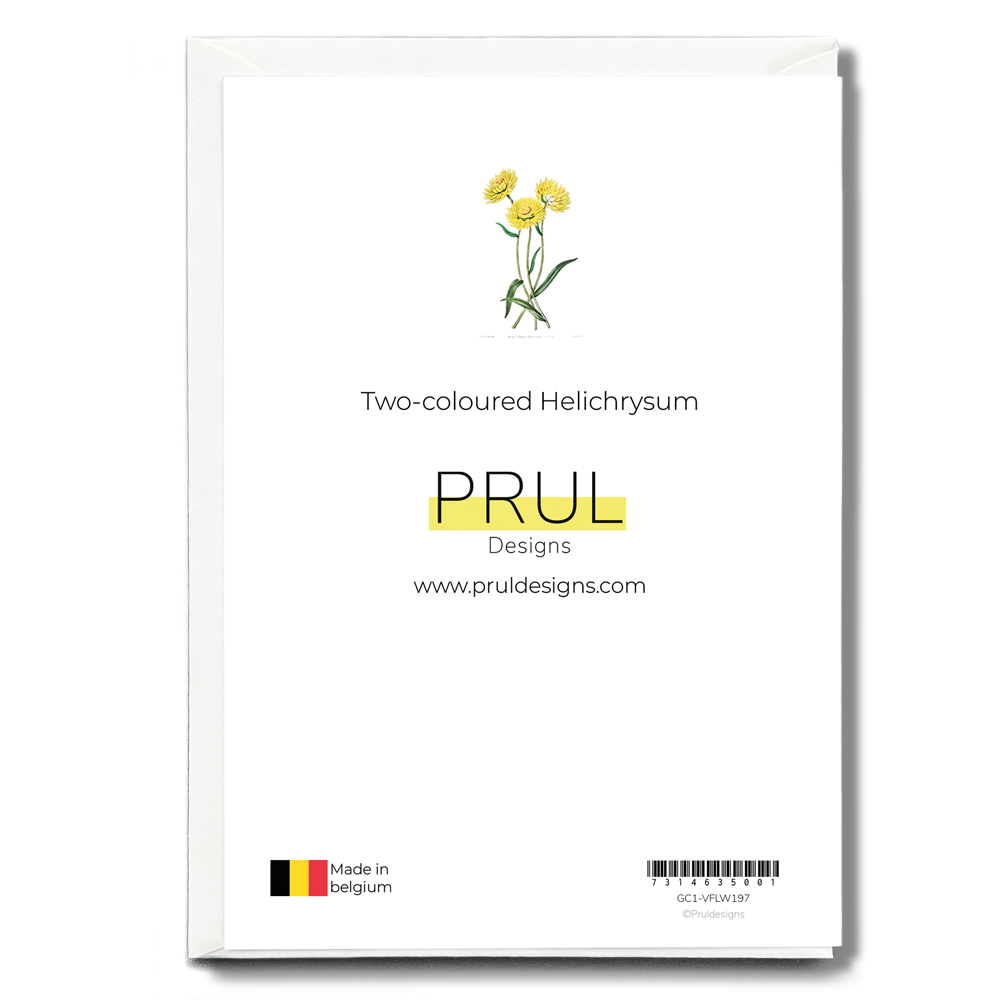 Two-coloured Helichrysum - Wenskaart