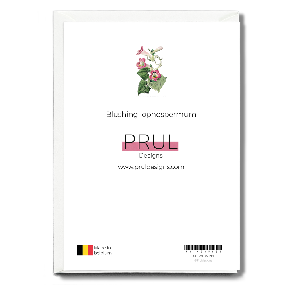 Blushing lophospermum - Wenskaart