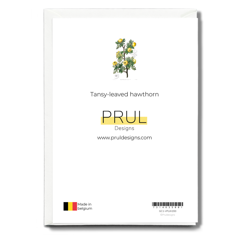 Tansy-leaved hawthorn - Wenskaart