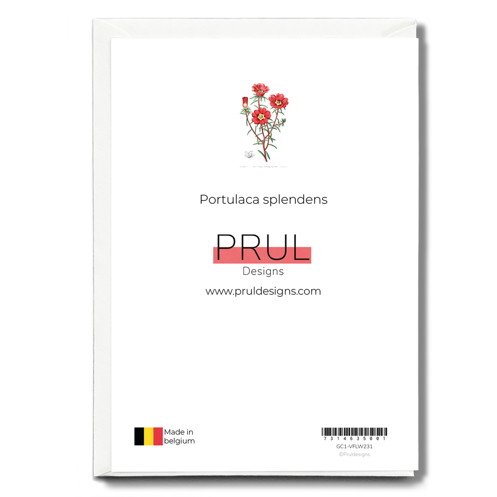Portulaca splendens - Wenskaart