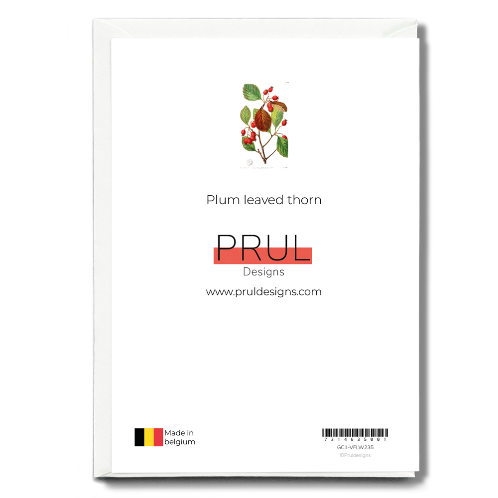 Plum leaved thorn - Wenskaart