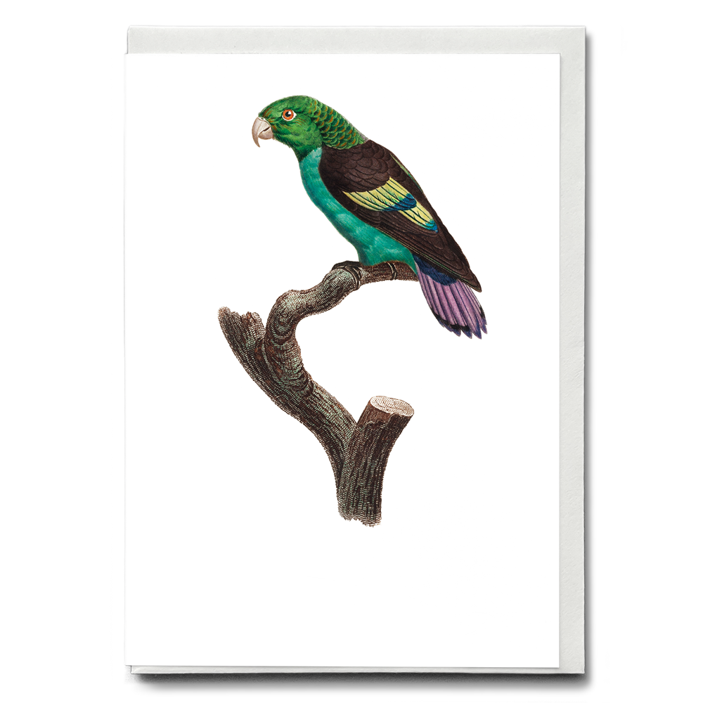 Black-winged Parakeet - Wenskaart
