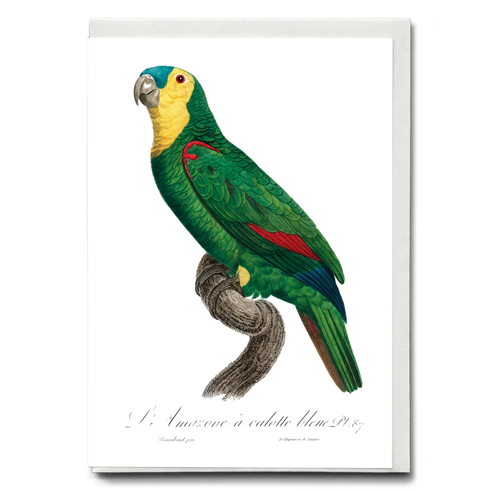 Blue-Fronted Amazon Parrot - Wenskaart