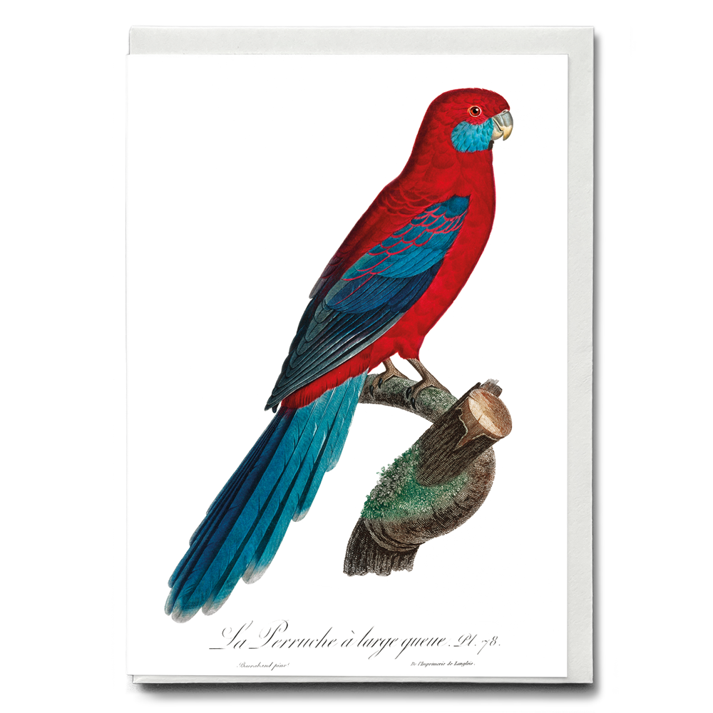 Crimson Rosella - Wenskaart