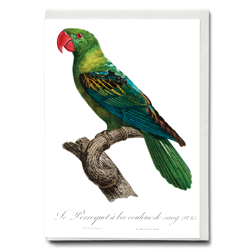 Great-Billed Parrot, Tanygnathus megalorynchos - Wenskaart