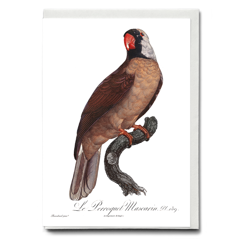 Mascarine Parrot - Wenskaart
