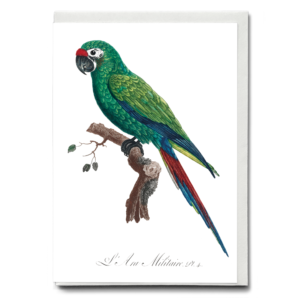 Military Macaw, Ara militaris - Wenskaart