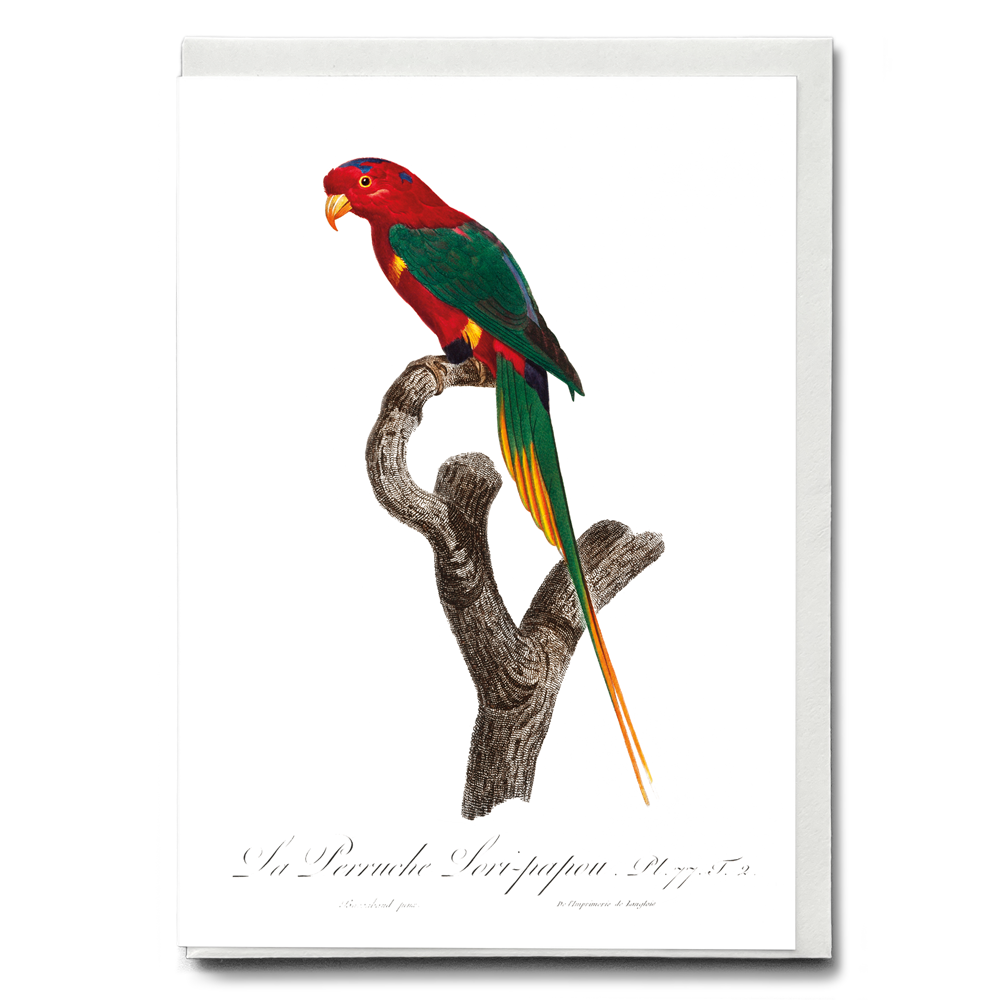 Papuan Lorikeet - Wenskaart