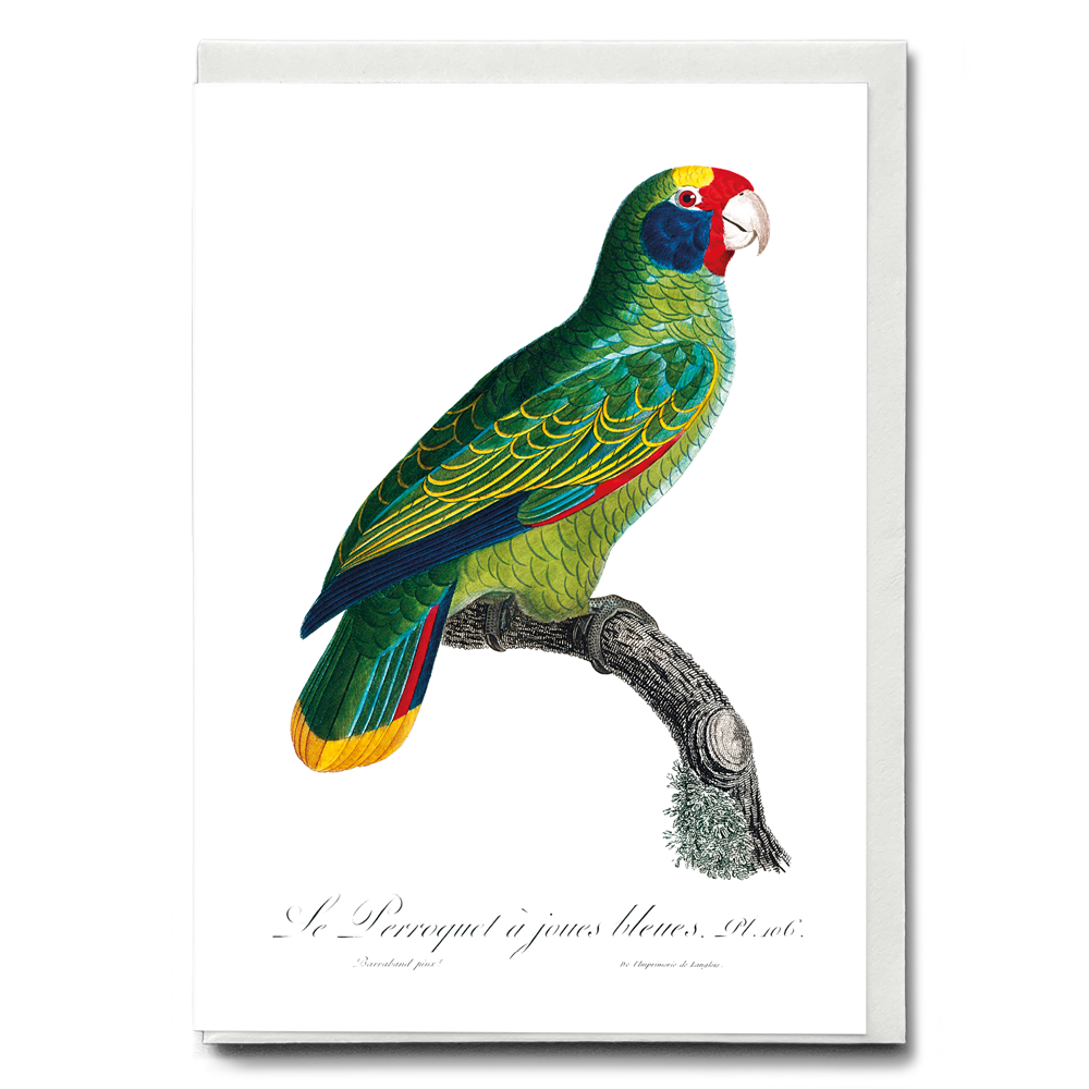 Red-and-Blue Amazon, Amazona caeruleocephala - Wenskaart