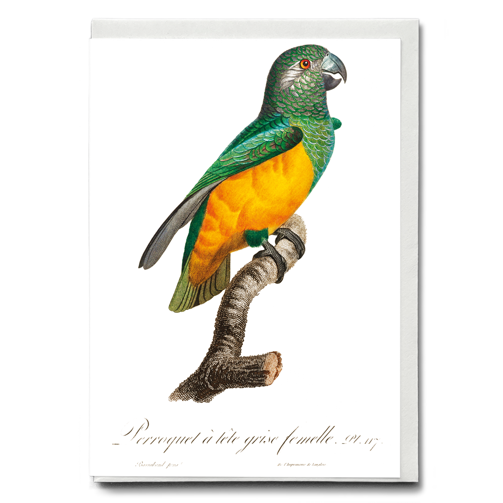 Senegal Parrot III - Wenskaart