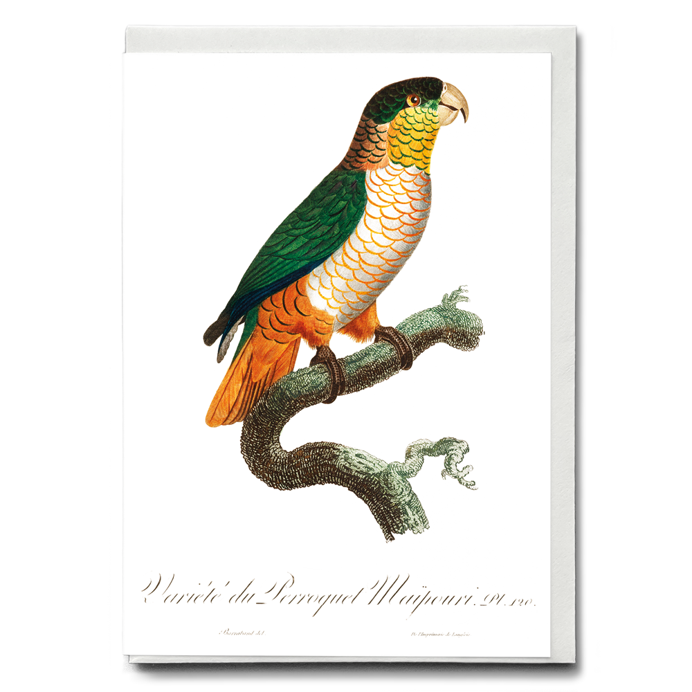 The Black-Headed Parrot, Pionites melanocephalus - Wenskaart