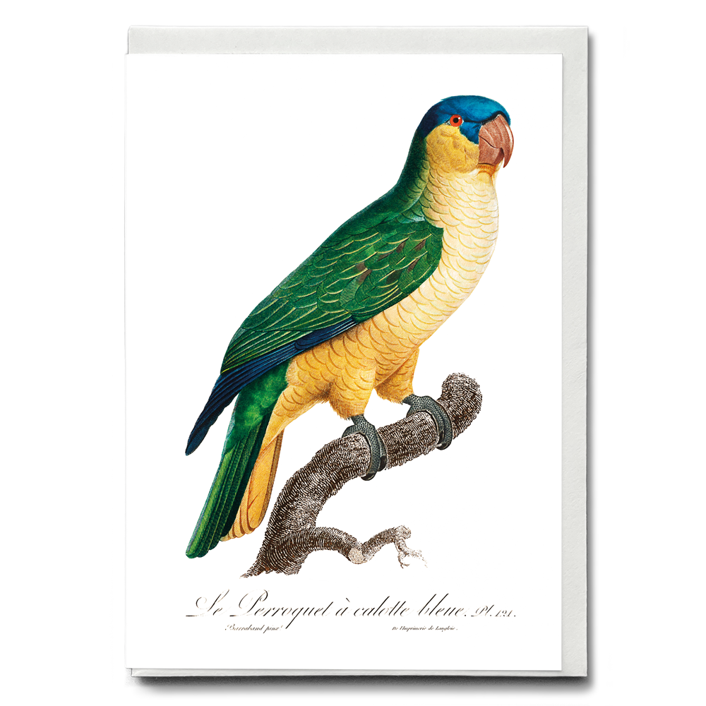 The Black-Lored Parrot, Tanygnathus gramineus - Wenskaart