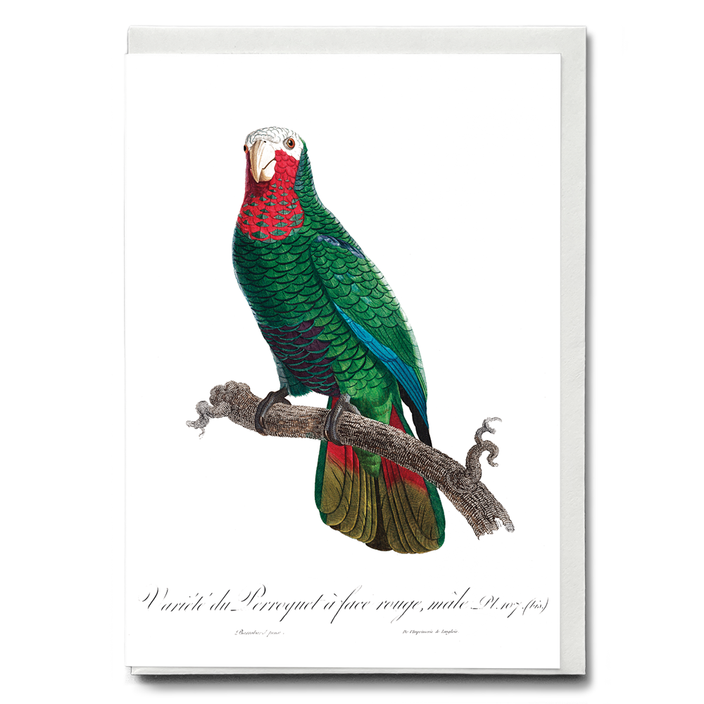 The Cuban Amazon (Amazona leucocephala) - Wenskaart