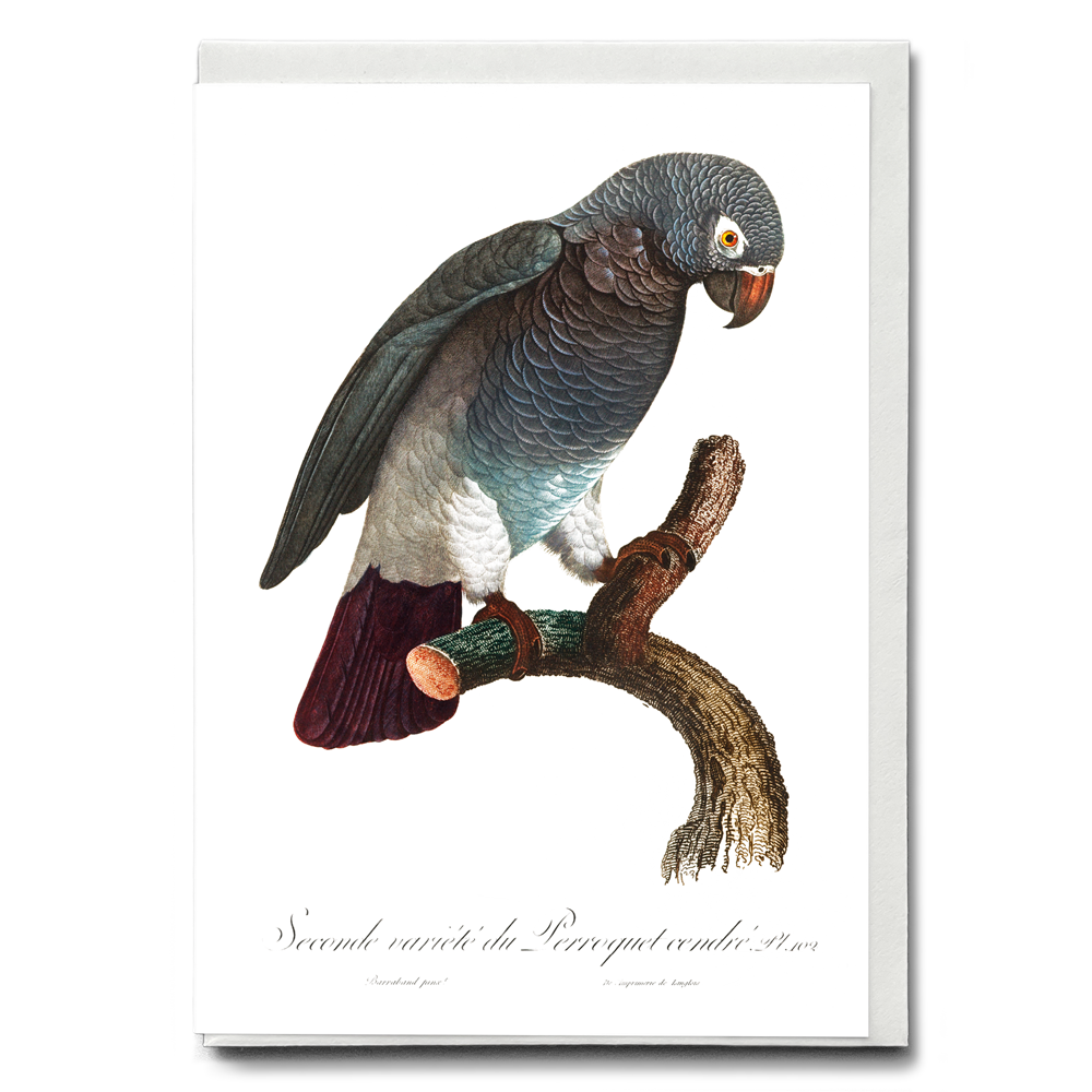The Grey Parrot, Psittacus erithacus III - Wenskaart
