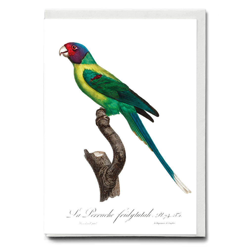 The Plum-Headed Parakeet - Wenskaart