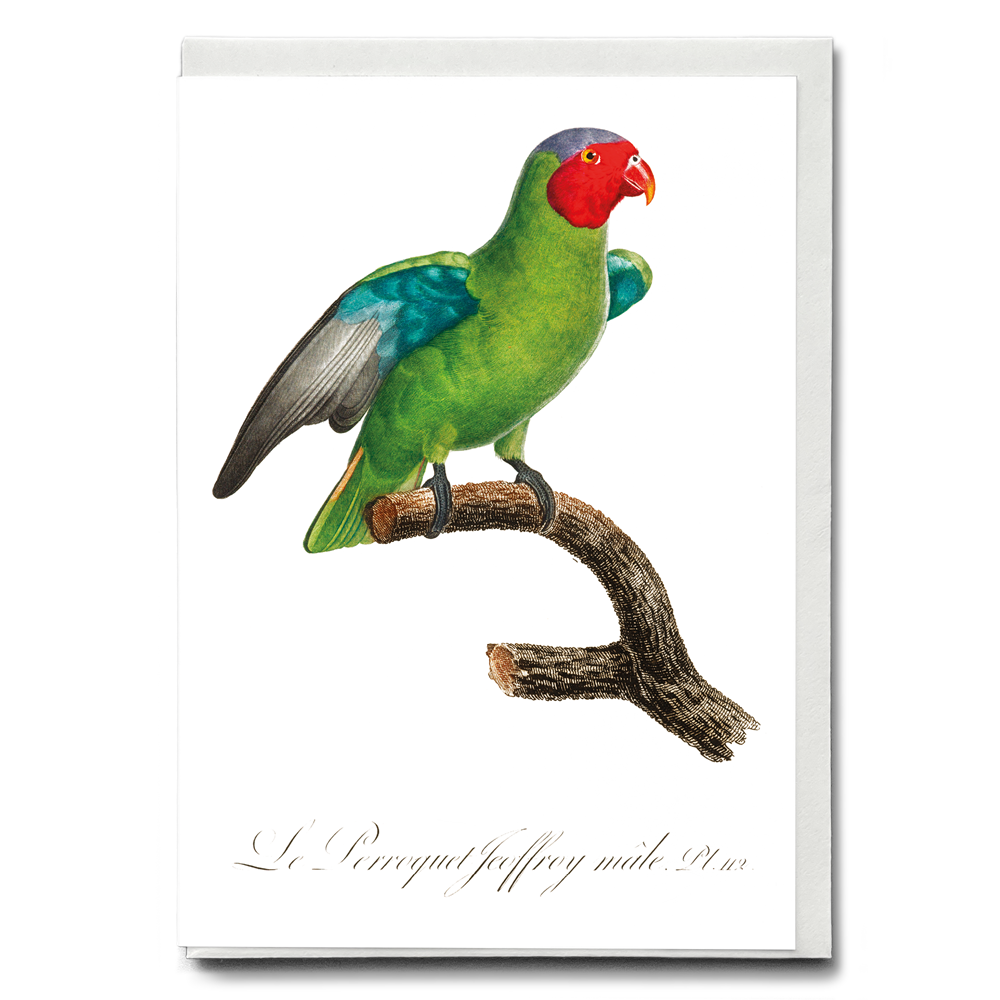 The Red-Cheeked Parrot, Geoffroyus geoffroyi, male - Wenskaart