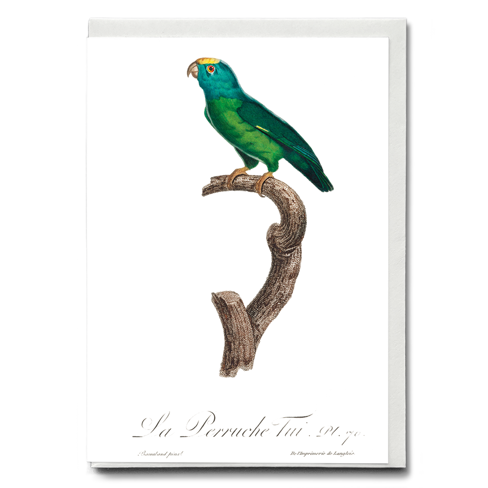 The Tui Parakeet, Brotogeris sanctithomae - Wenskaart
