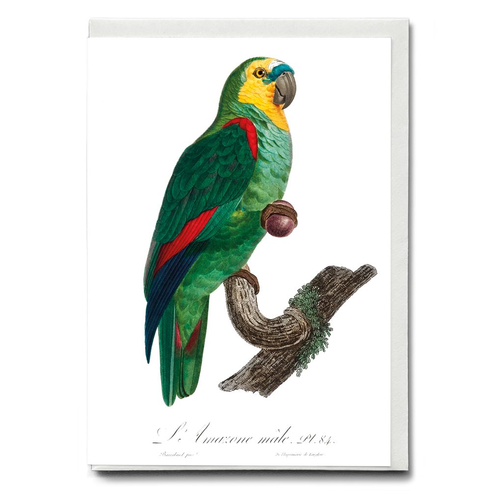 The Turquoise-Fronted Amazon, Amazona aestiva III - Wenskaart